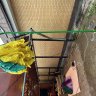 Интерактивные Цветы